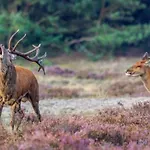 Apartamento Sfeervol Midden In De Veluwe,